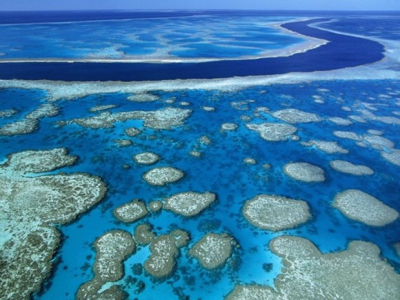 Los arrecifes de coral están desapareciendo en solo unas décadas