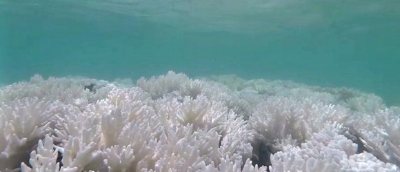 El 93% de la Gran Barrera de Coral ya está afectada por blanqueamiento