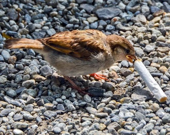 Pájaros que han aprendido a usar colillas de cigarro para repeler insectos